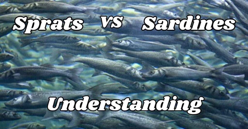 understanding-sprats-vs-sardines