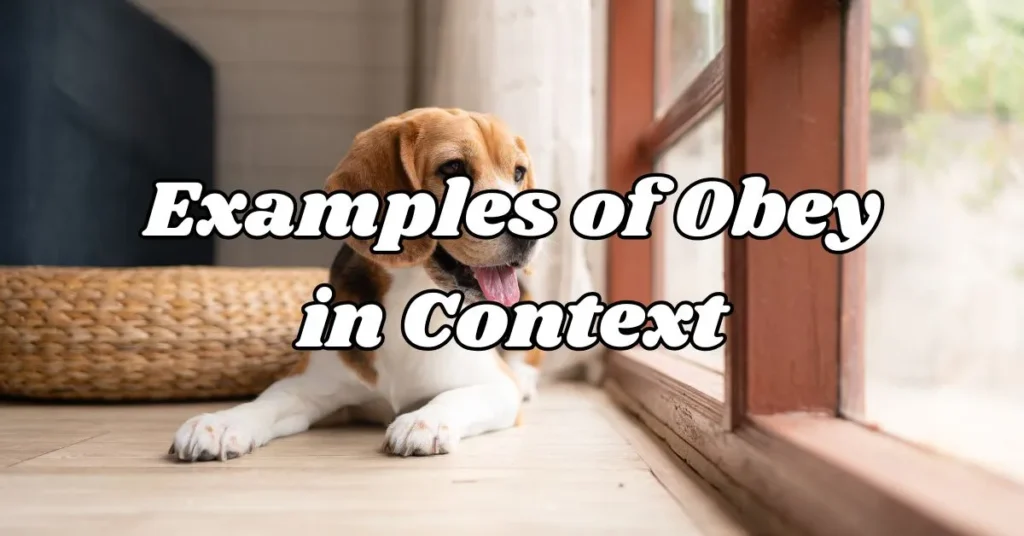 Examples of Obey in Context