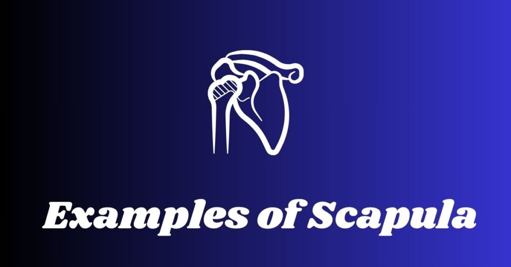 Examples of Scapula