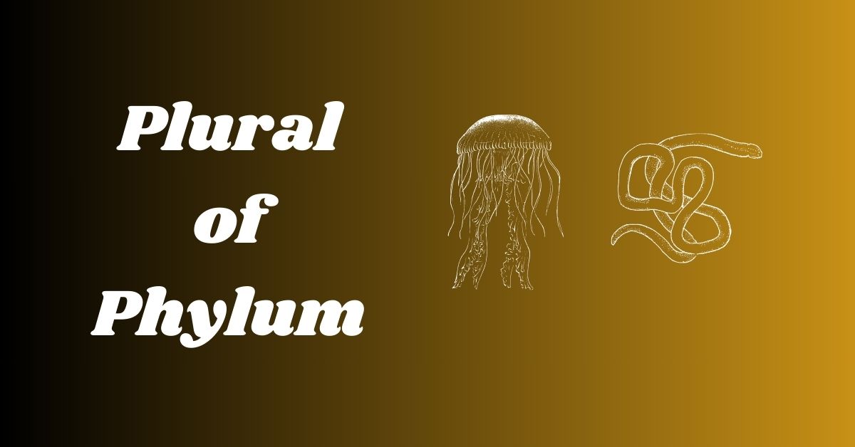 Plural of Phylum