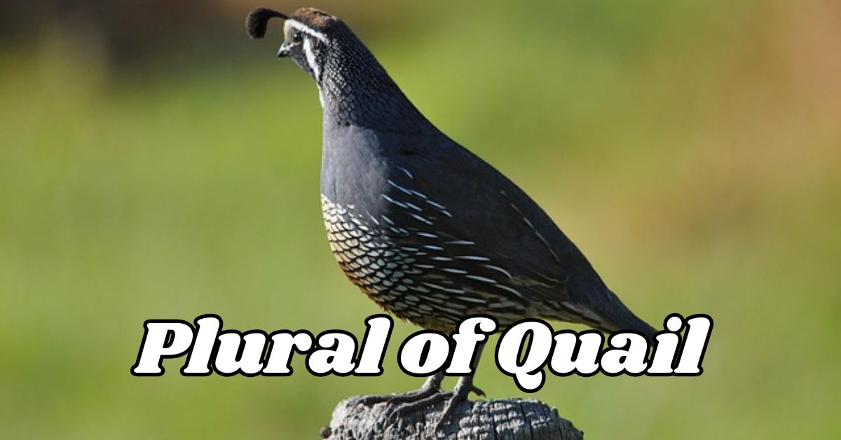 Plural of Quail