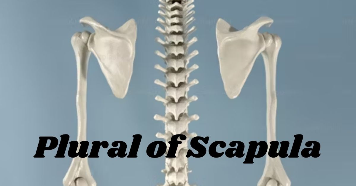 Plural of Scapula