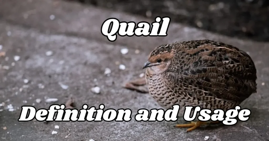 Quail Definition and Usage