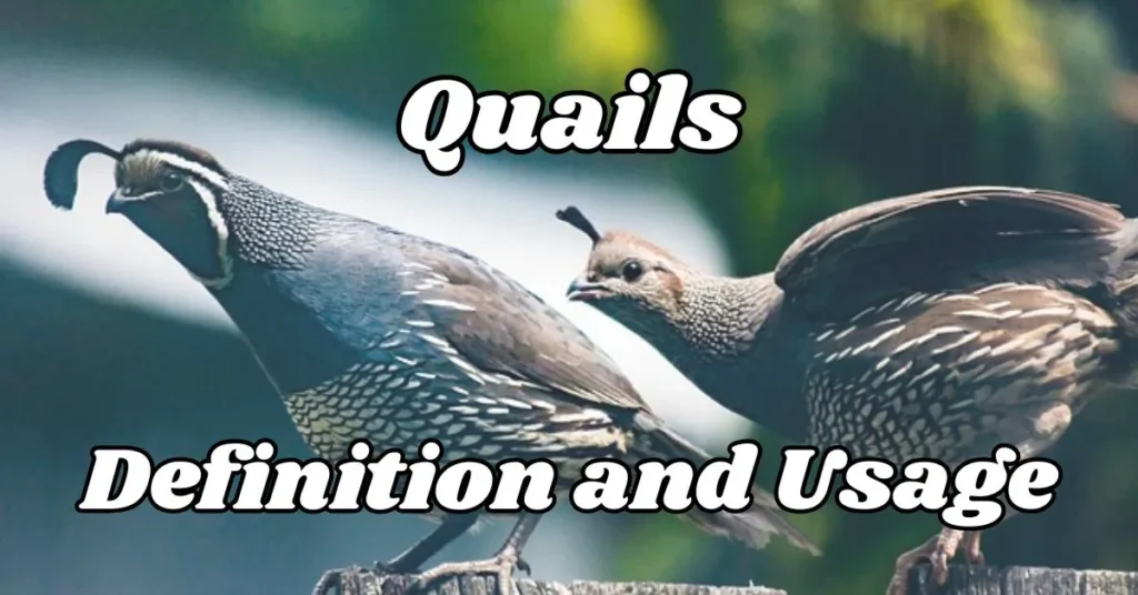 Quails Definition and Usage