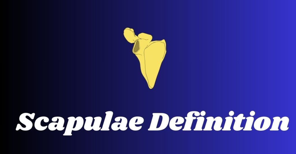 Scapulae Definition