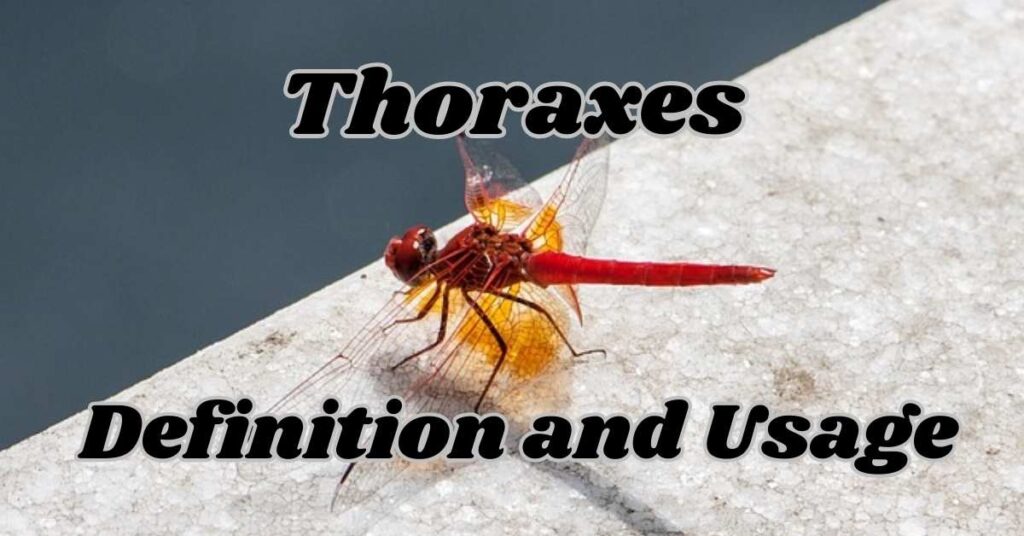 Thorax Definition and Usage