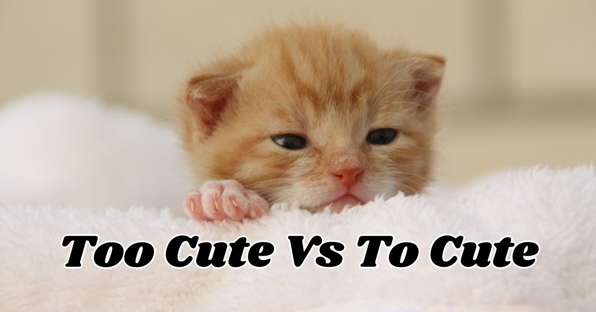 Too Cute Vs To Cute