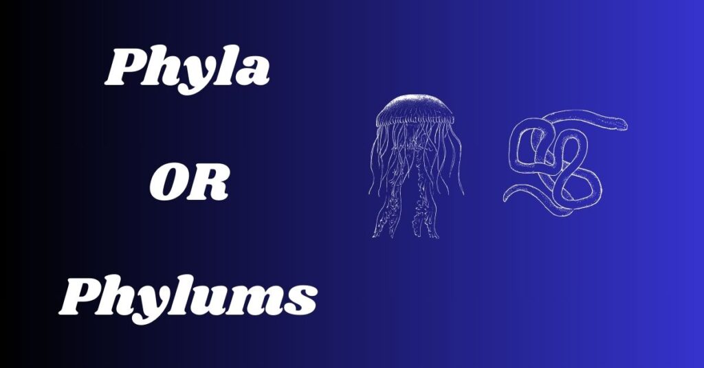 Understanding Phyla or Phylums