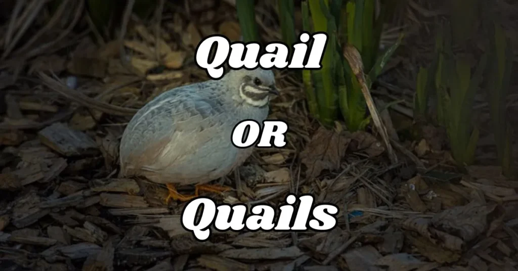 Understanding Quail or Quails