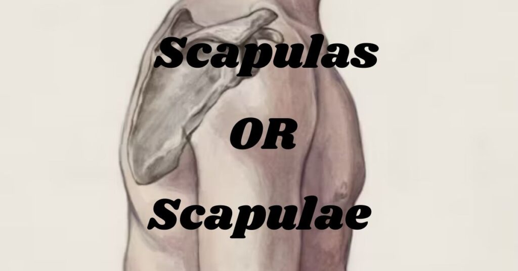 Understanding Scapulas or Scapulae