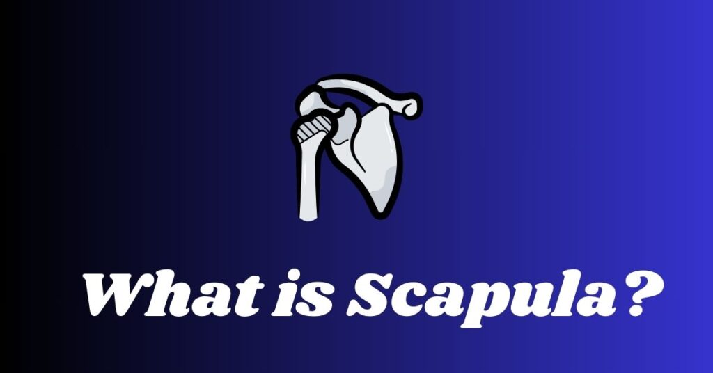 What is Scapula