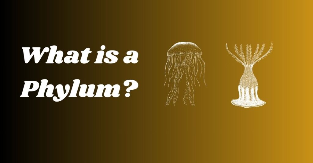 What is a Phylum