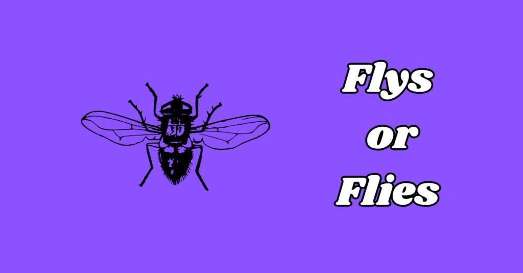 Difference Between Flys or Flies